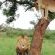 Somkhanda Big 5 Tourism - 228249