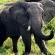 Somkhanda Big 5 Tourism - 228255