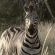 Somkhanda Big 5 Tourism - 228267