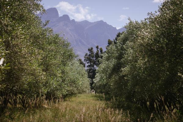 Duikersdrift Winelands Country Escape - 228785