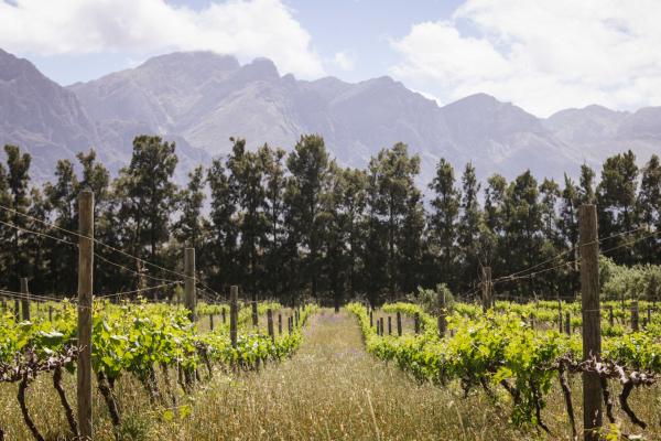 Duikersdrift Winelands Country Escape - 228786