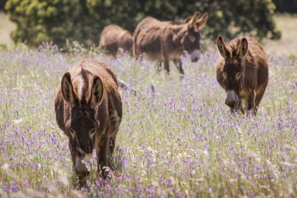 Duikersdrift Winelands Country Escape - 228787