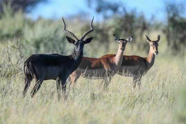 Mattanu Private Game Reserve - 229313