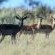 Mattanu Private Game Reserve - 229313