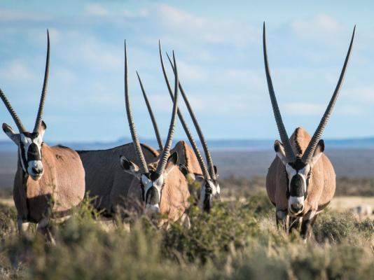 Mattanu Private Game Reserve - 229315