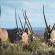 Mattanu Private Game Reserve - 229315