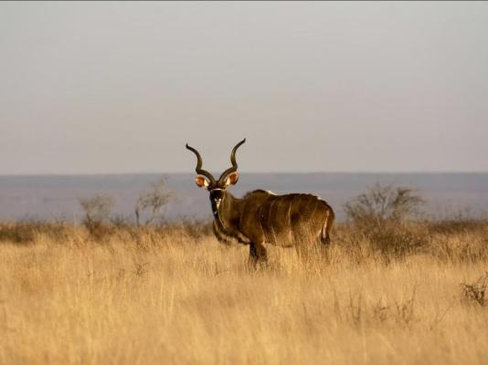Mattanu Private Game Reserve - 229316