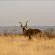 Mattanu Private Game Reserve - 229316