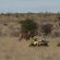 Mattanu Private Game Reserve - 229317
