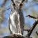Mattanu Private Game Reserve - 229318