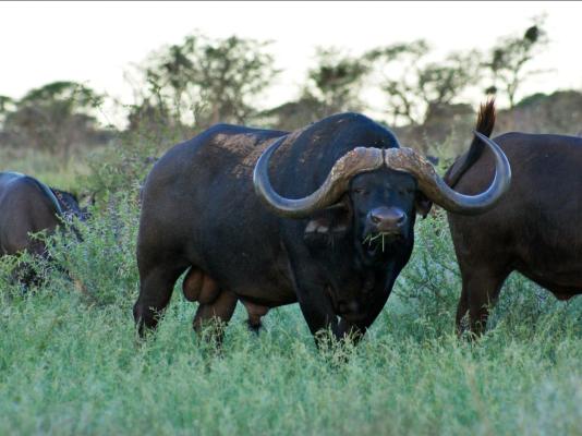 Mattanu Private Game Reserve - 229319