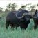 Mattanu Private Game Reserve - 229319
