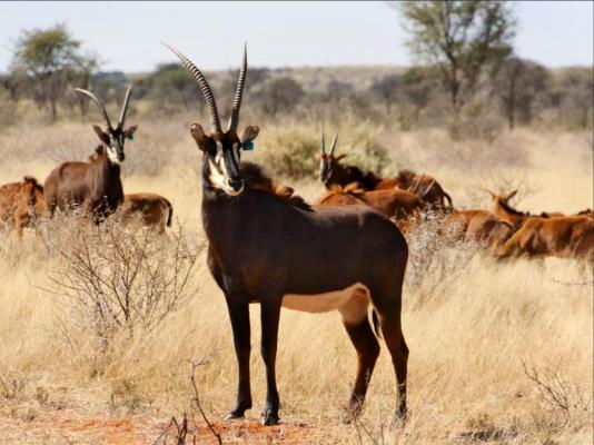 Mattanu Private Game Reserve - 229320
