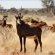 Mattanu Private Game Reserve - 229320