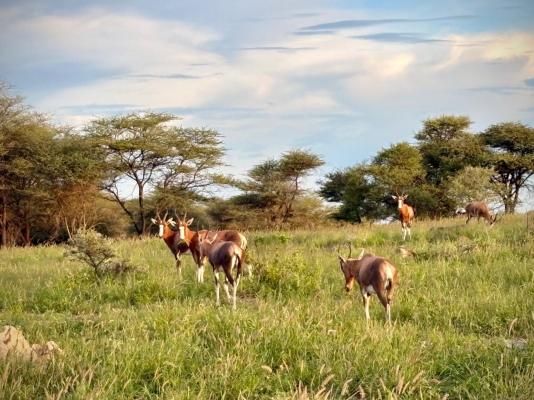 Ndefu Safari Group - 229618