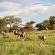 Ndefu Safari Group - 229618