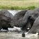 Camp Jabulani's Elephants