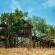Pezulu Tree House Lodge - 230917