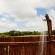 Pezulu Tree House Lodge - 230930