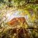 Pezulu Tree House Lodge - 230944
