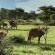 Kameeldoring Glamping Namibia - 231053