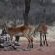 Kameeldoring Glamping Namibia - 231054