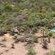 Mziki Safari Lodge - 231394