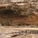 Buccara Waterberg - Molapo - 231983