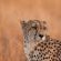 Elephant Plains Game Lodge - 232407
