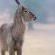 Elephant Plains Game Lodge - 232408