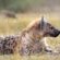 Elephant Plains Game Lodge - 232409