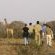 Elephant Plains Game Lodge - 232410