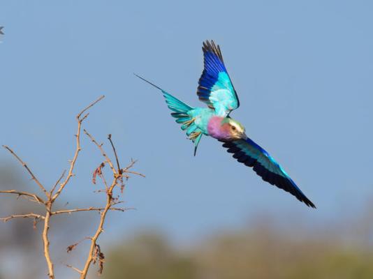 Elephant Plains Game Lodge - 232411