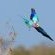 Elephant Plains Game Lodge - 232411