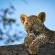 Elephant Plains Game Lodge - 232413