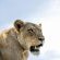 Elephant Plains Game Lodge - 232415