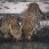 Elephant Plains Game Lodge - 232417