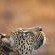 Elephant Plains Game Lodge - 232418