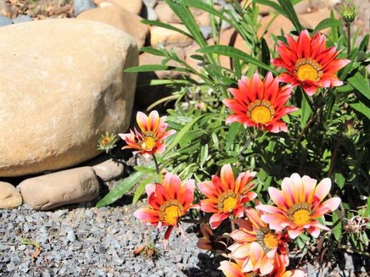 Southern Cross Guesthouse - 233376