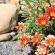 Southern Cross Guesthouse - 233376