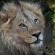 Mashatu Lodge - Mashatu Game Reserve - 233674