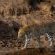 Mashatu Lodge - Mashatu Game Reserve - 233676