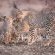 Mashatu Lodge - Mashatu Game Reserve - 233677