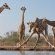 Mashatu Lodge - Mashatu Game Reserve - 233678