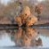 Mashatu Lodge - Mashatu Game Reserve - 233679