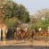 Mashatu Lodge - Mashatu Game Reserve - 233680