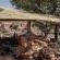 Tuli Safari Lodge Mashatu - Mashatu Game Reserve - 233692