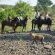 Tuli Safari Lodge Mashatu - Mashatu Game Reserve - 233702