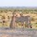 Tuli Safari Lodge Mashatu - Mashatu Game Reserve - 233705