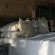 Mashatu Tent Camp - Mashatu Game Reserve - 233795